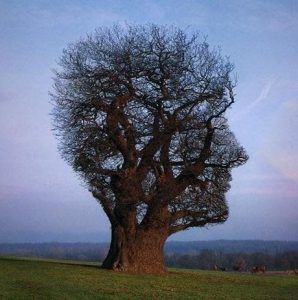 tree of half life pink floyd storm thorgerson